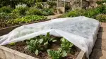 Protéger Vos Plantes de Terrasse