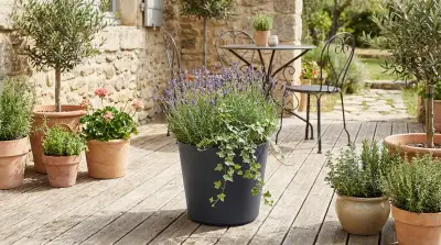 L'Art d'Aménager sa Terrasse en Pots