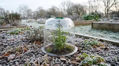Préparer vos plantes pour l'hiver
