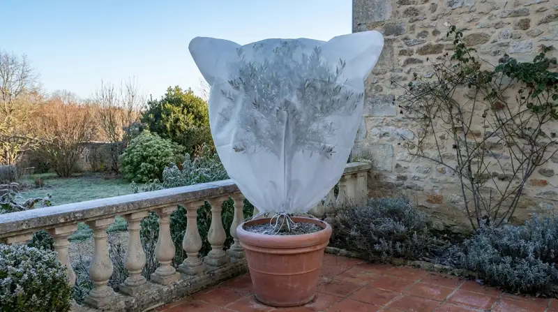 Hivernage des Plantes de Terrasse : Guide Complet